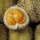 Warga Lebak dirikan desa wisata durian tanpa biji